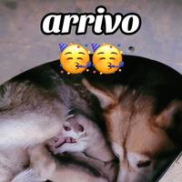 Cuccioli di husky
