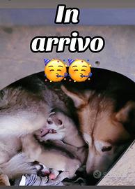 Cuccioli di husky