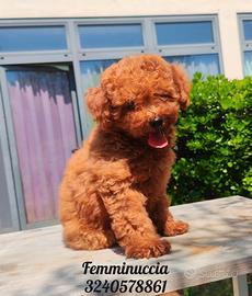 Cucciola barboncina toy