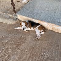 Cane di caccia