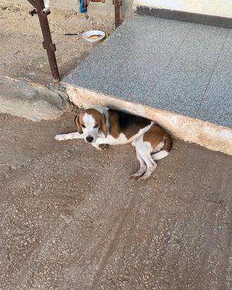 Cane di caccia