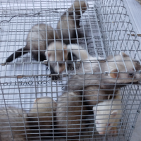 Furetti