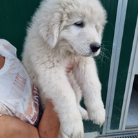 Cuccioli pastore maremmano abruzzese con pedigre