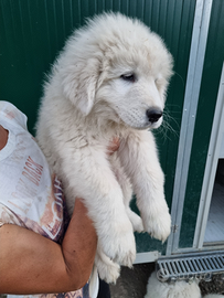 Cuccioli pastore maremmano abruzzese con pedigre