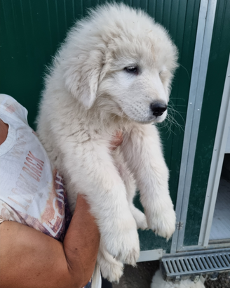 Cuccioli pastore maremmano abruzzese con pedigre