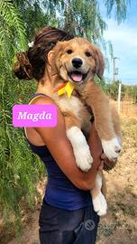 Splendidi cuccioli taglia grande
