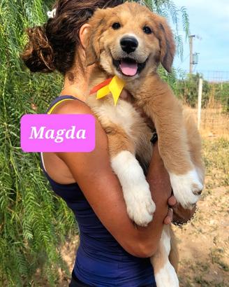 Splendidi cuccioli taglia grande