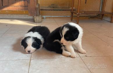 Border collie maschio con pedigree