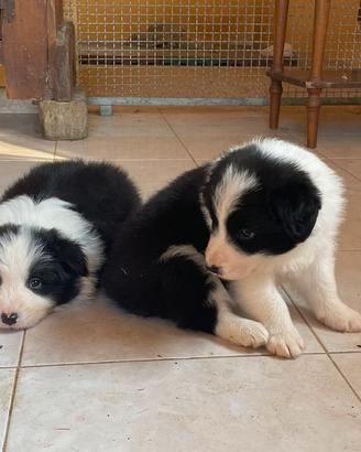 Border collie maschio con pedigree