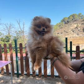 Femmina di spitz di pomerania