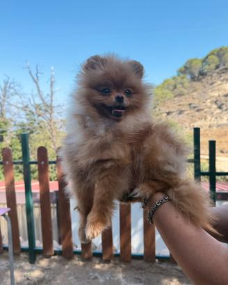 Femmina di spitz di pomerania