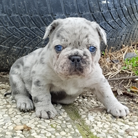Bulldog francese