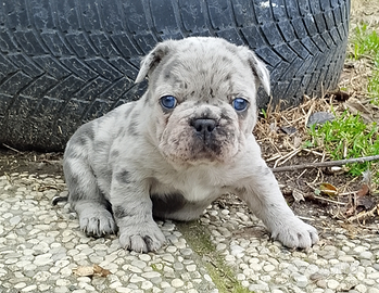 Bulldog francese