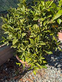 pianta kumquat in vaso mandarino cinese
