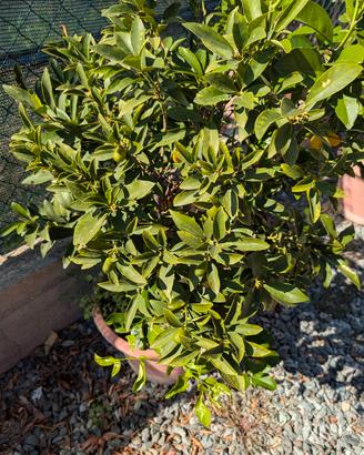 pianta kumquat in vaso mandarino cinese