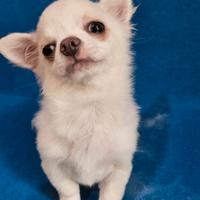 Chihuahua bianco