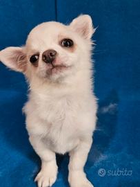 Chihuahua bianco