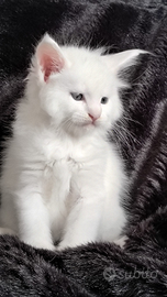 Maschietto di Maine Coon