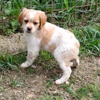 Breton maschio pedigree enci