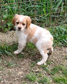 Breton maschio pedigree enci