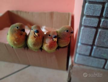 Inseparabile allevato a mano