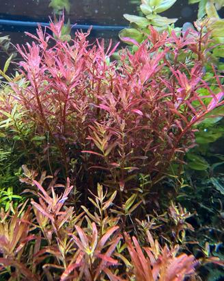 Piante acquario Varie