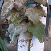 grande Kalanchoe beharensis pianta grassa