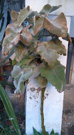 grande Kalanchoe beharensis pianta grassa