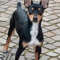 Pincherino per monta