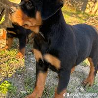 Cuccioli di Rottweiler 90 giorni