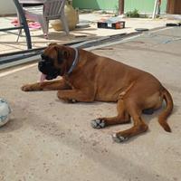 Boxer disponibile per monta