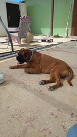 Boxer disponibile per monta