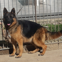 Cuccioli di pastore tedesco