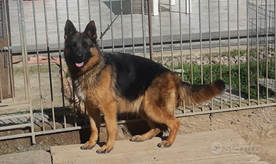 Cuccioli di pastore tedesco