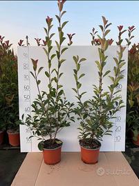 Pinte da giardino