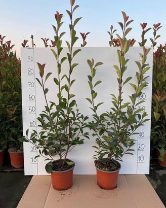 Pinte da giardino