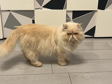 Gatto persiano per monta