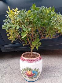 Bonsai 