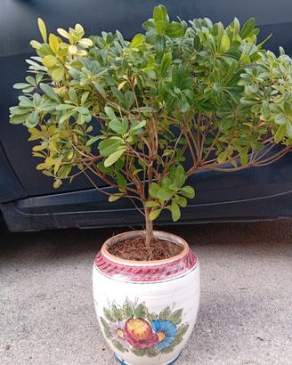 Bonsai 