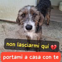 Poldo 11 mesi simil spinone in canile