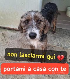 Poldo 11 mesi simil spinone in canile