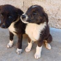 Cuccioli taglia media in adozione