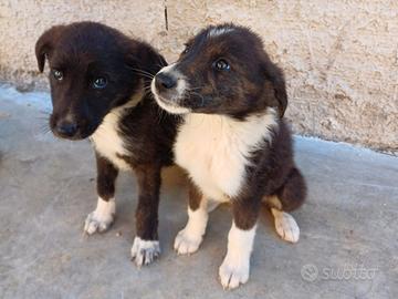 Cuccioli taglia media in adozione