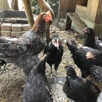 Razze polli Ornamentali
