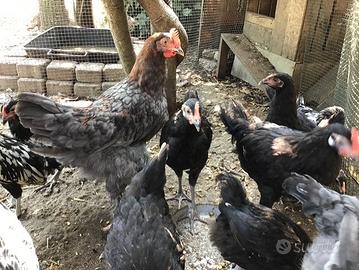 Razze polli Ornamentali