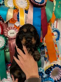 Cuccioli Cocker Spaniel Inglese