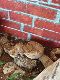 Boa constrictor