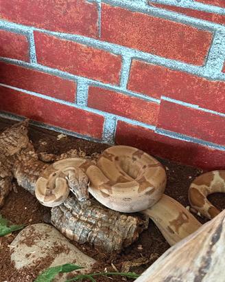 Boa constrictor