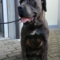 Cane corso
