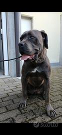 Cane corso